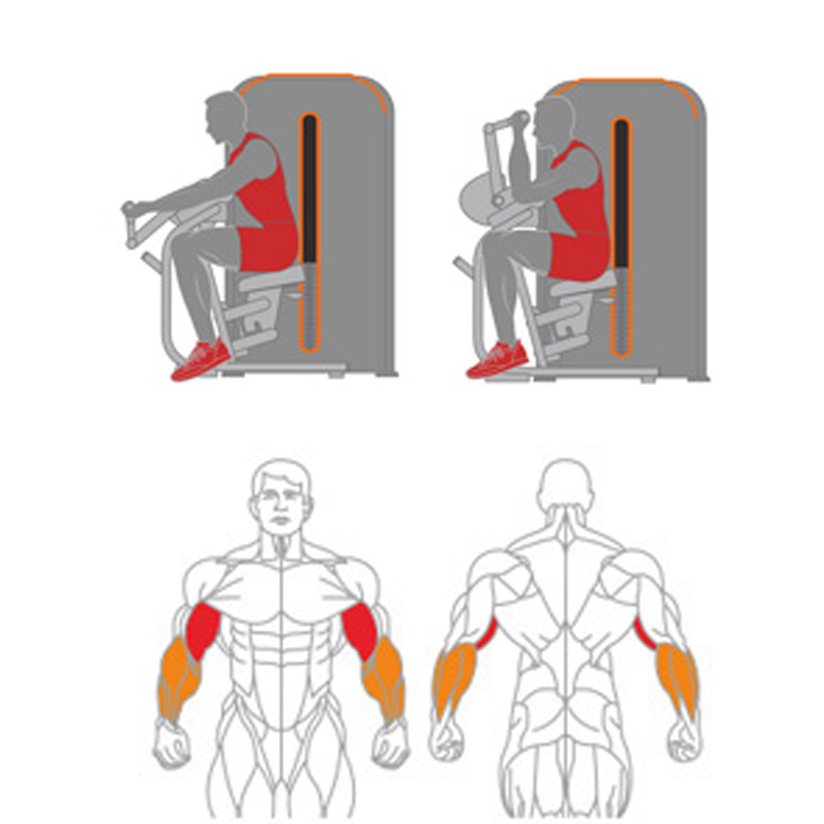  Biceps Curl