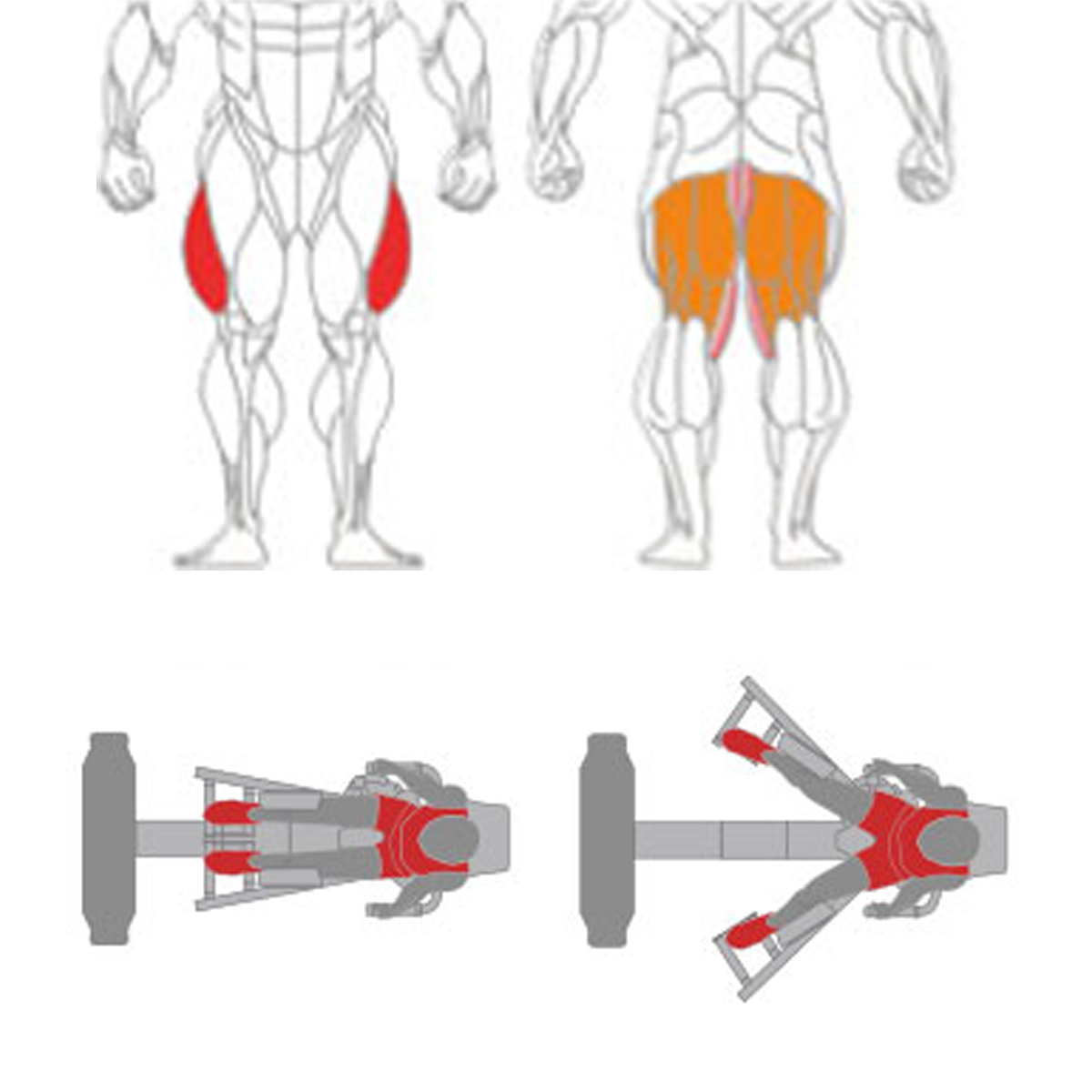 Hip Adductor