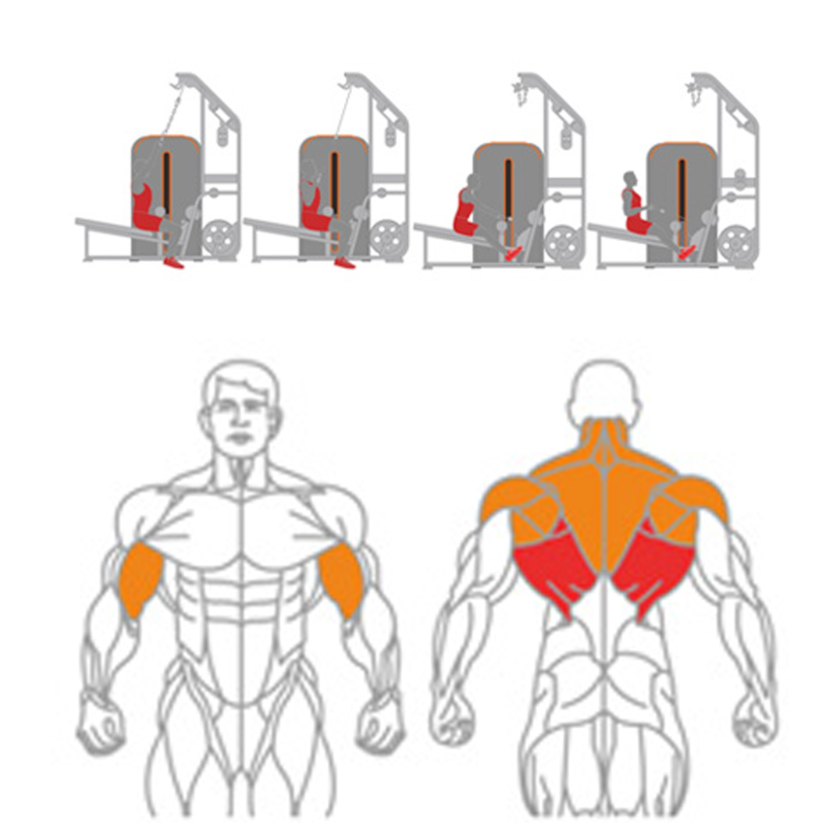 Lat Pull down & Seated Row