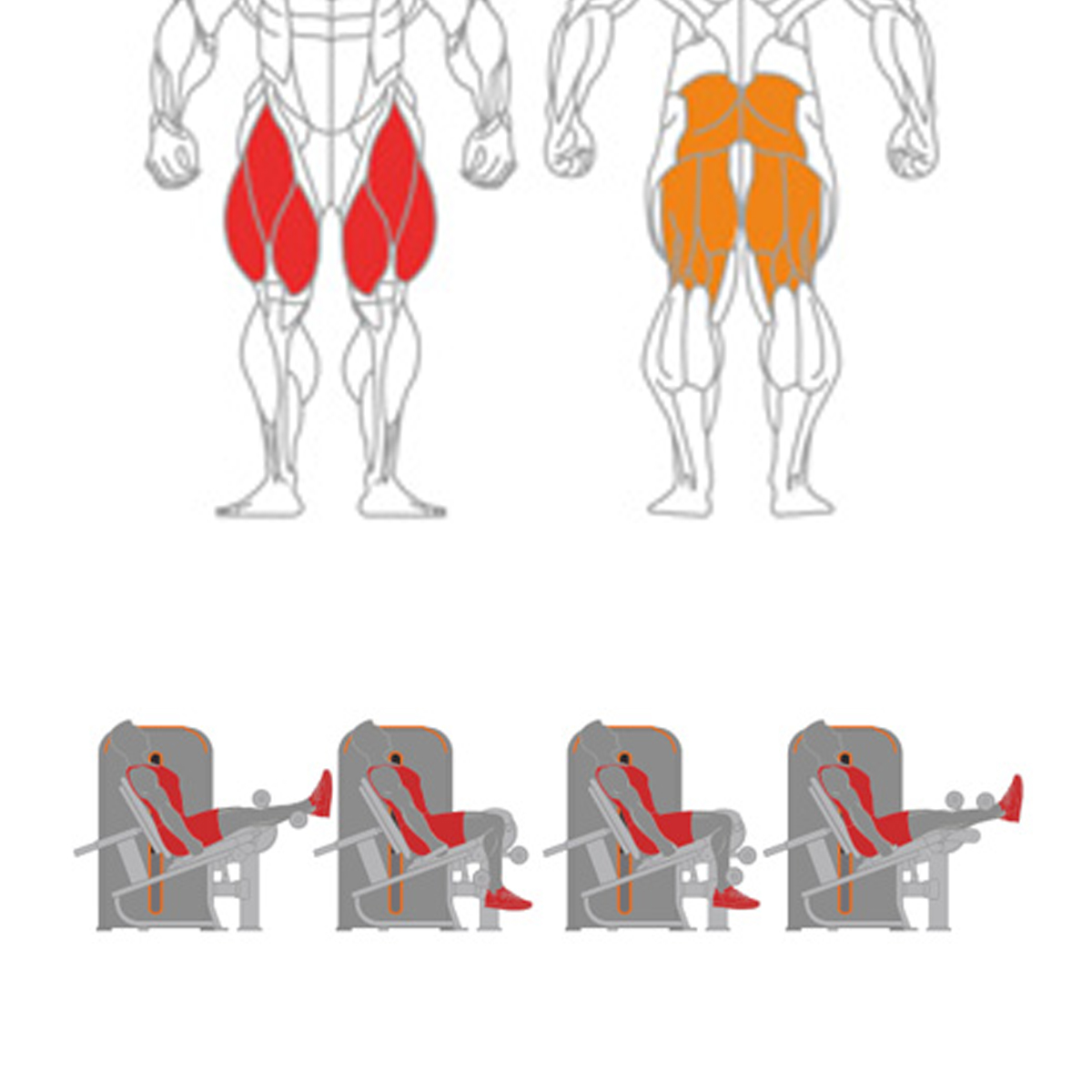 Leg Extension + Leg Curl