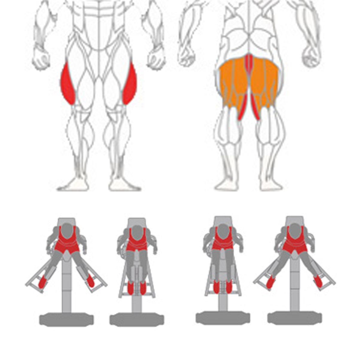 Abductor + Adductor