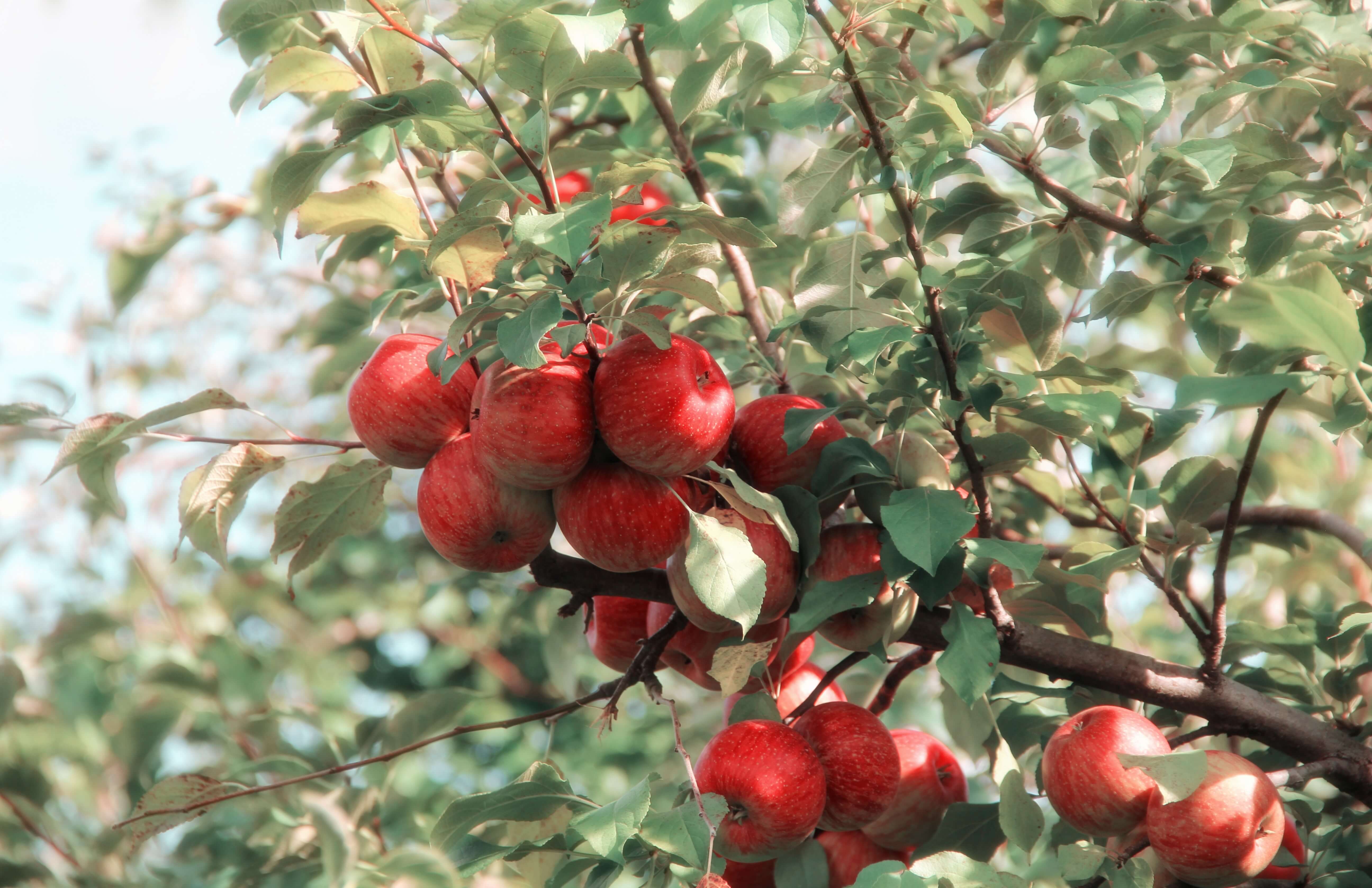 Seasonal fruits